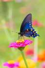 Pipevine swallowtail on zinnia, Marion County, Illinois. Art Print